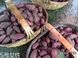 紅土豆是轉(zhuǎn)基因的嗎？紅土豆和正常土豆的區(qū)別