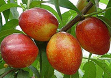 油桃和西紅柿能一起吃嗎？毛桃和西紅柿能一起吃嗎？