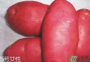 紅土豆是轉(zhuǎn)基因的嗎？紅土豆和正常土豆的區(qū)別