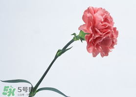 父親節(jié)可以送康乃馨嗎？父親節(jié)送康乃馨好不好？