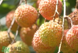 桂味荔枝和妃子笑哪個好吃？桂味荔枝和妃子笑區(qū)別