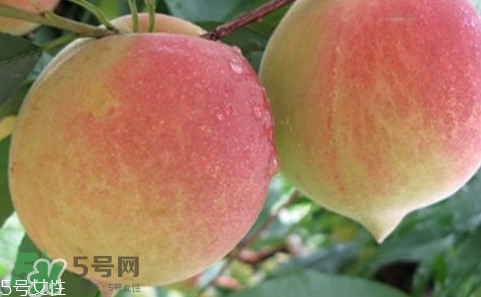 鷹嘴桃多少錢一斤2017？鷹嘴桃市場價(jià)格