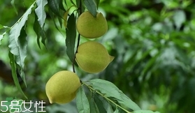鷹嘴桃?guī)自路莩墒?？鷹嘴桃什么時(shí)候成熟