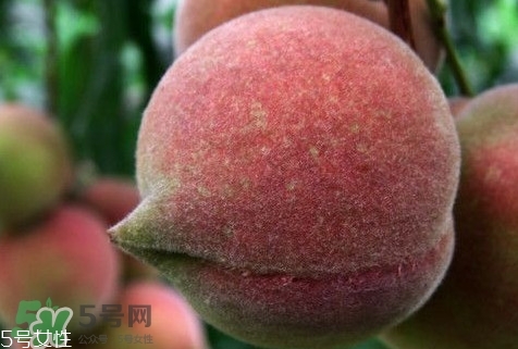 九仙桃怎么保鮮？九仙桃可保鮮多長時間