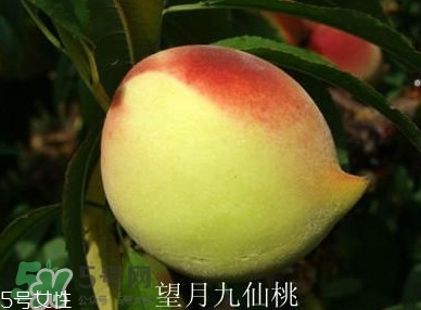 九仙桃什么時(shí)候成熟？九仙桃什么時(shí)候上市