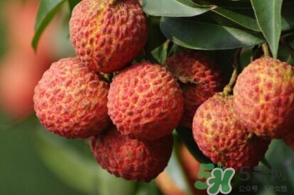 糯米糍荔枝產(chǎn)地是哪里？糯米糍荔枝上火嗎