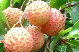桂味荔枝多少錢一斤2017？桂味荔枝價格