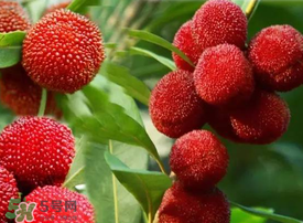 吃楊梅會(huì)感染sk5病毒嗎？吃楊梅感染sk5病毒是真的嗎？