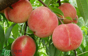 水蜜桃可以和香蕉一起吃嗎？水蜜桃可以跟香蕉同吃嗎？