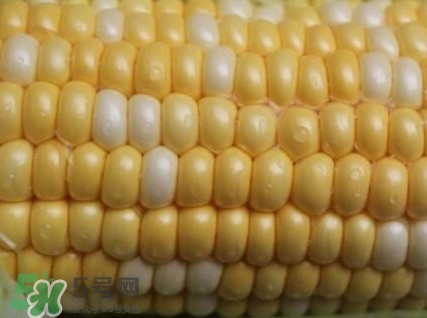 水果玉米孕婦能吃嗎？懷孕可以吃水果玉米嗎