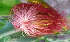 玉米須怎樣保存？玉米須可以曬干保存嗎？