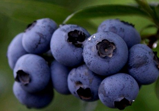 藍(lán)莓熱量高嗎？藍(lán)莓醬熱量高嗎？
