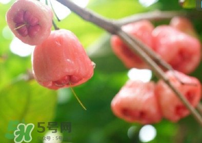 蓮霧什么季節(jié)吃最好？什么品種的蓮霧最好吃