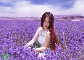 六月份還有薰衣草嗎？6月份哪里有薰衣草？