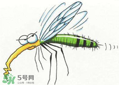 招蚊子是什么原因？招蚊子體質(zhì)怎么辦？