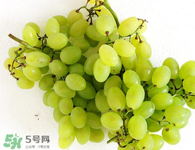 青提什么時候成熟？青提什么時候上市？
