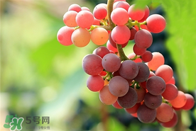 提子一天吃多少？提子一天吃幾個？