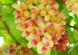 提子一天吃多少？提子一天吃幾個？