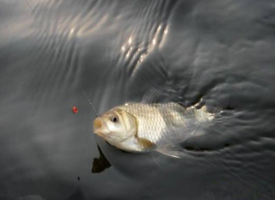 六月份怎么釣鯽魚？6月份釣鯽魚用什么餌料？