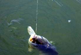 六月份怎么釣鯽魚？6月份釣鯽魚用什么餌料？