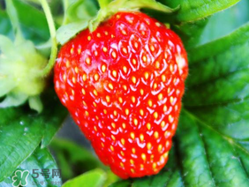 夏天有草莓嗎？夏天草莓結(jié)果嗎？