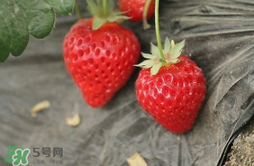 夏天有草莓嗎？夏天草莓結(jié)果嗎？