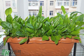 夏天可以種菠菜嗎？夏天菠菜為什么難種植？
