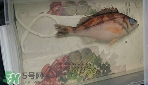 福爾馬林是什么？福爾馬林是甲醛嗎