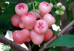 蓮霧什么季節(jié)吃最好？什么品種的蓮霧最好吃