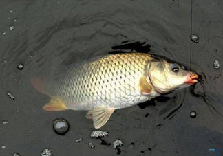 六月份怎么釣鯽魚？6月份釣鯽魚用什么餌料？