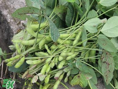 六月份可以種毛豆嗎？六月份毛豆怎么種植？