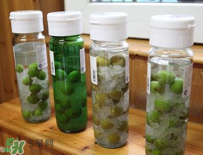 青梅酒用什么酒泡？青梅酒用什么酒好？