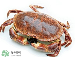 活面包蟹怎么保存？面包蟹能保存多久