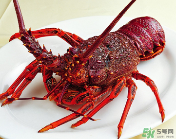 澳洲龍蝦是淡水的嗎？澳洲龍蝦是海鮮嗎？