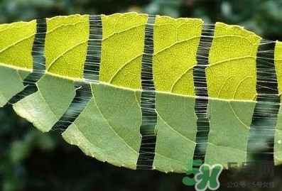 杜仲茶每天喝多少合適？杜仲茶喝多有什么不好
