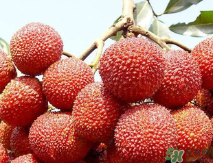 荔枝吃多了會胖嗎？吃荔枝會長胖嗎？