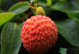 吃荔枝會(huì)流鼻血嗎？荔枝吃多了會(huì)流鼻血嗎？