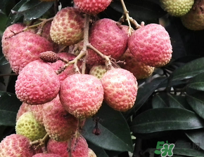 荔枝吃多了會流鼻血嗎？吃荔枝會流鼻血嗎？