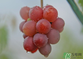 提子皮澀怎么處理？提子皮澀能吃嗎？