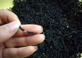 杜仲茶是熱性的嗎？杜仲茶和杜仲是一樣東西嗎
