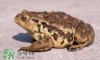 蟾蜍皮多少錢(qián)一斤？活的金蟾蜍多少錢(qián)一只