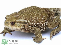 蟾蜍怎么讀？蟾蜍是保護(hù)動(dòng)物嗎？