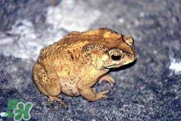 蟾蜍怎么分辨公母？蟾蜍如何養(yǎng)殖