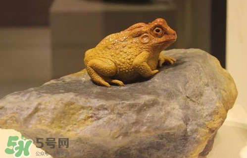 蟾蜍能活多久？蟾蜍可以活多少年