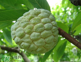 番荔枝什么時(shí)候成熟？番荔枝什么時(shí)候開花？