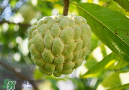 番荔枝什么時(shí)候成熟？番荔枝什么時(shí)候開花？