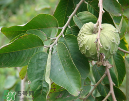 番荔枝什么時(shí)候成熟？番荔枝什么時(shí)候開花？