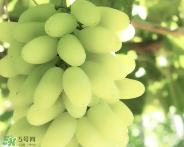馬奶葡萄什么時(shí)候上市？馬奶葡萄2017上市時(shí)間
