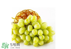 馬奶葡萄怎么保存？馬奶葡萄保存方法
