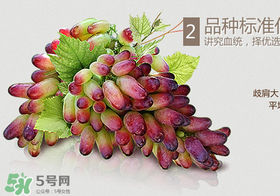 馬奶葡萄怎么保存？馬奶葡萄保存方法